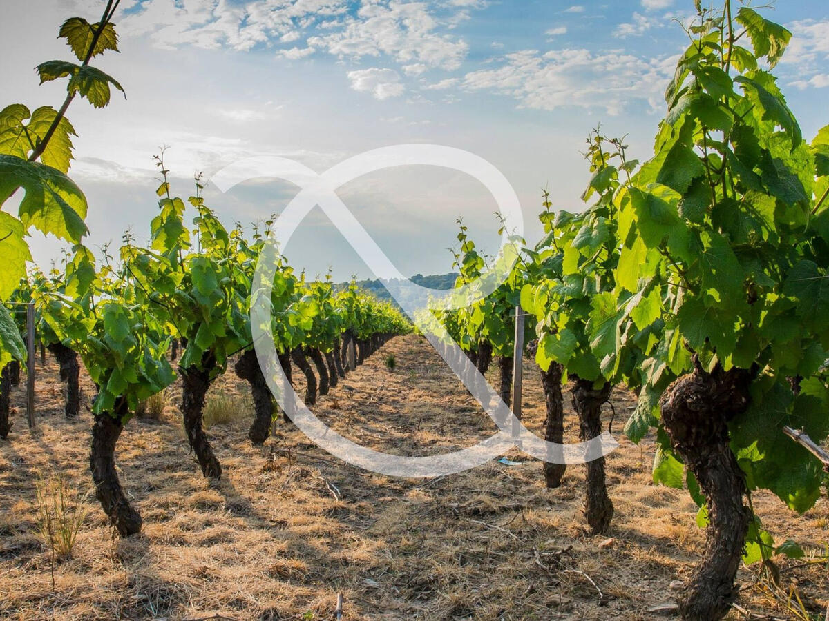 Vineyard Porto-Vecchio