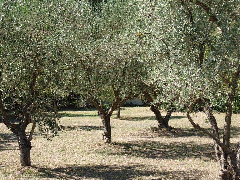 Maison Saint-Rémy-de-Provence - 6 chambres - 650m²