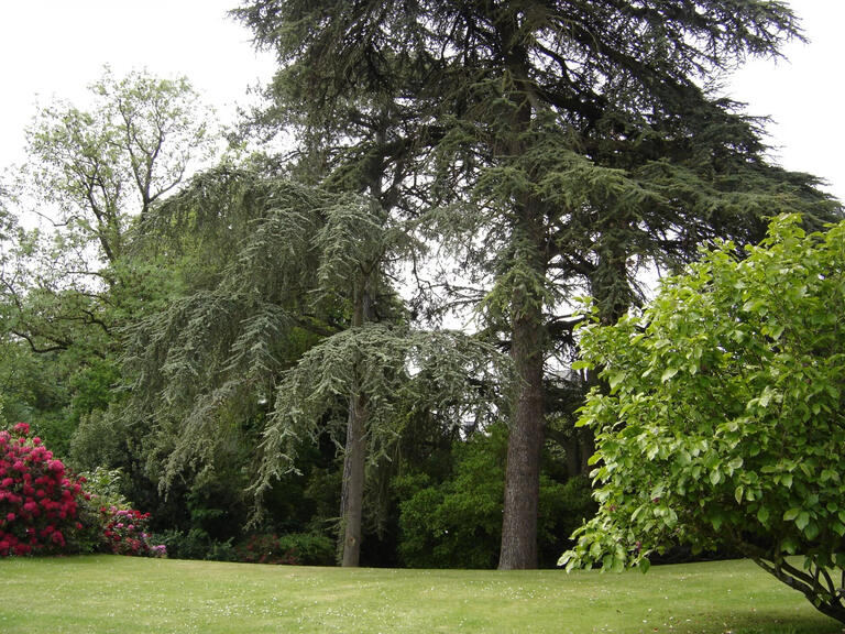 Maison Segré-en-Anjou-Bleu - 4 chambres - 212m²