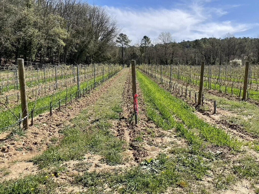 Vineyard Tourtour