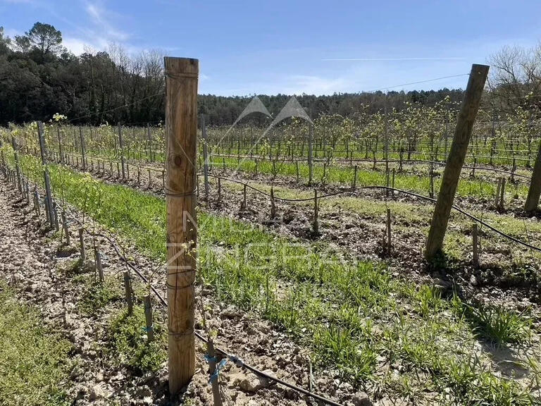 Sale Vineyard Tourtour