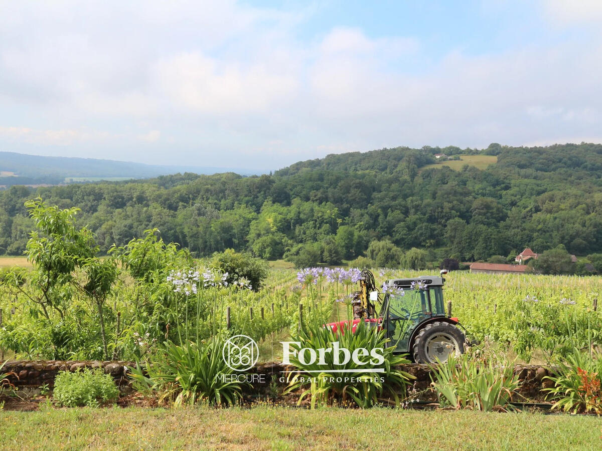 Vineyard Vic-en-Bigorre