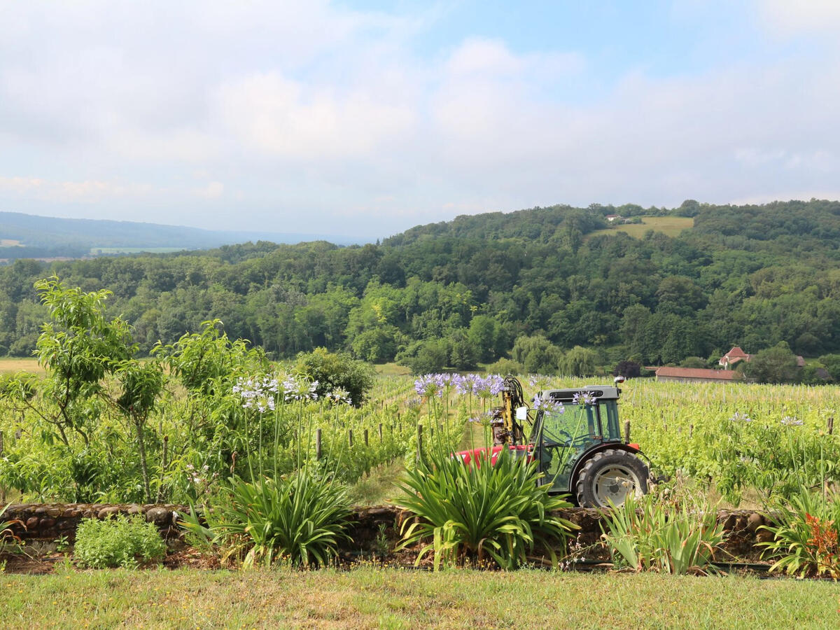 Vineyard Vic-en-Bigorre