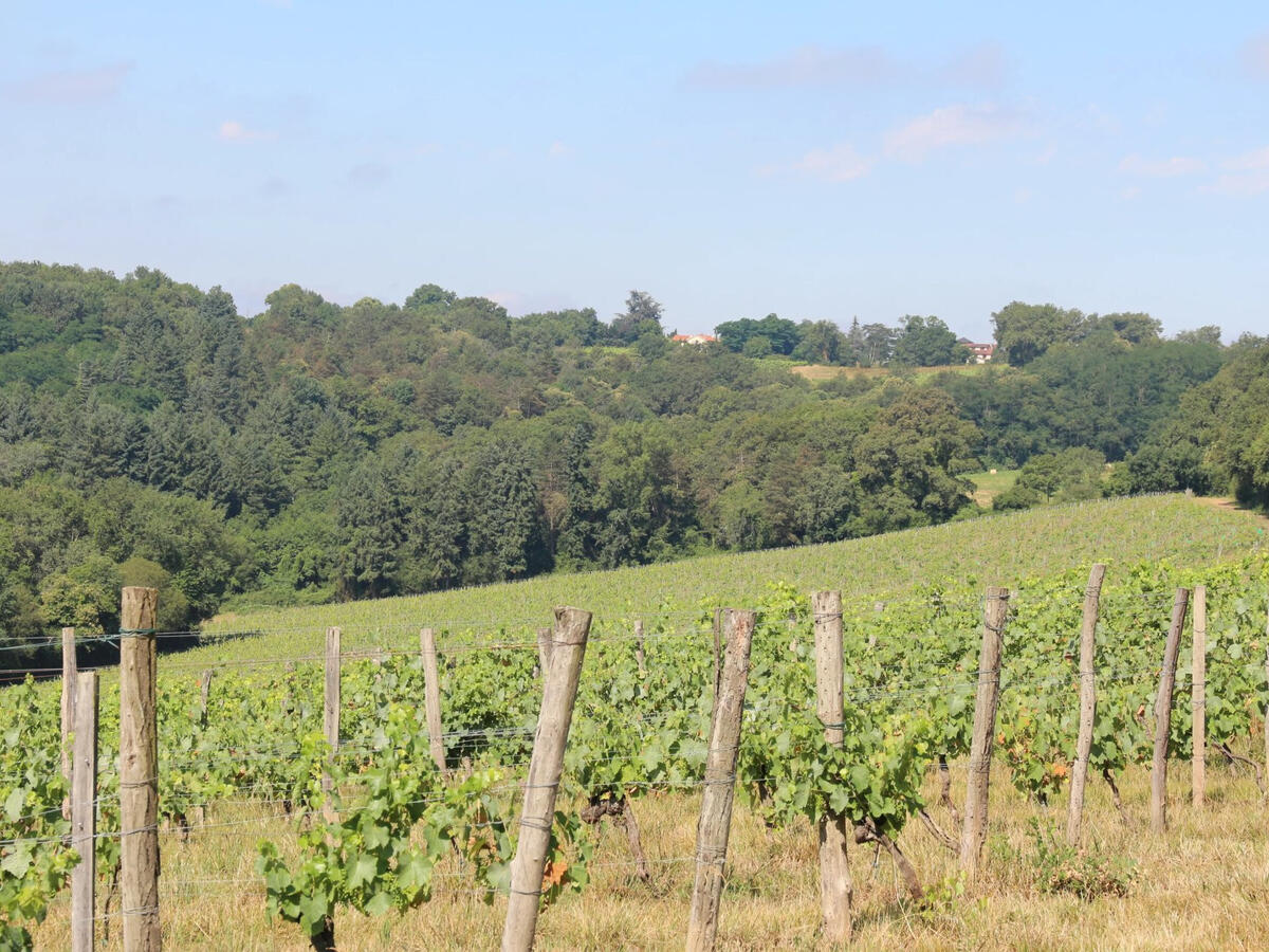 Vineyard Vic-en-Bigorre