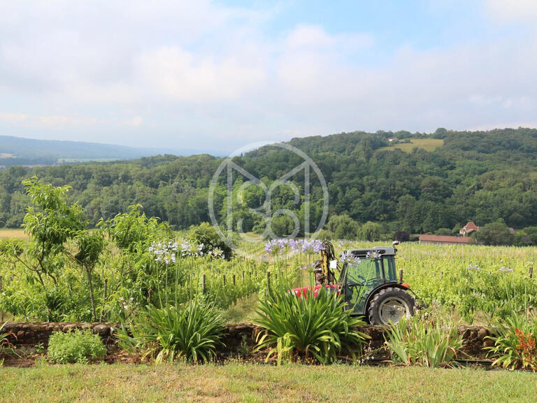 Vineyard Vic-en-Bigorre