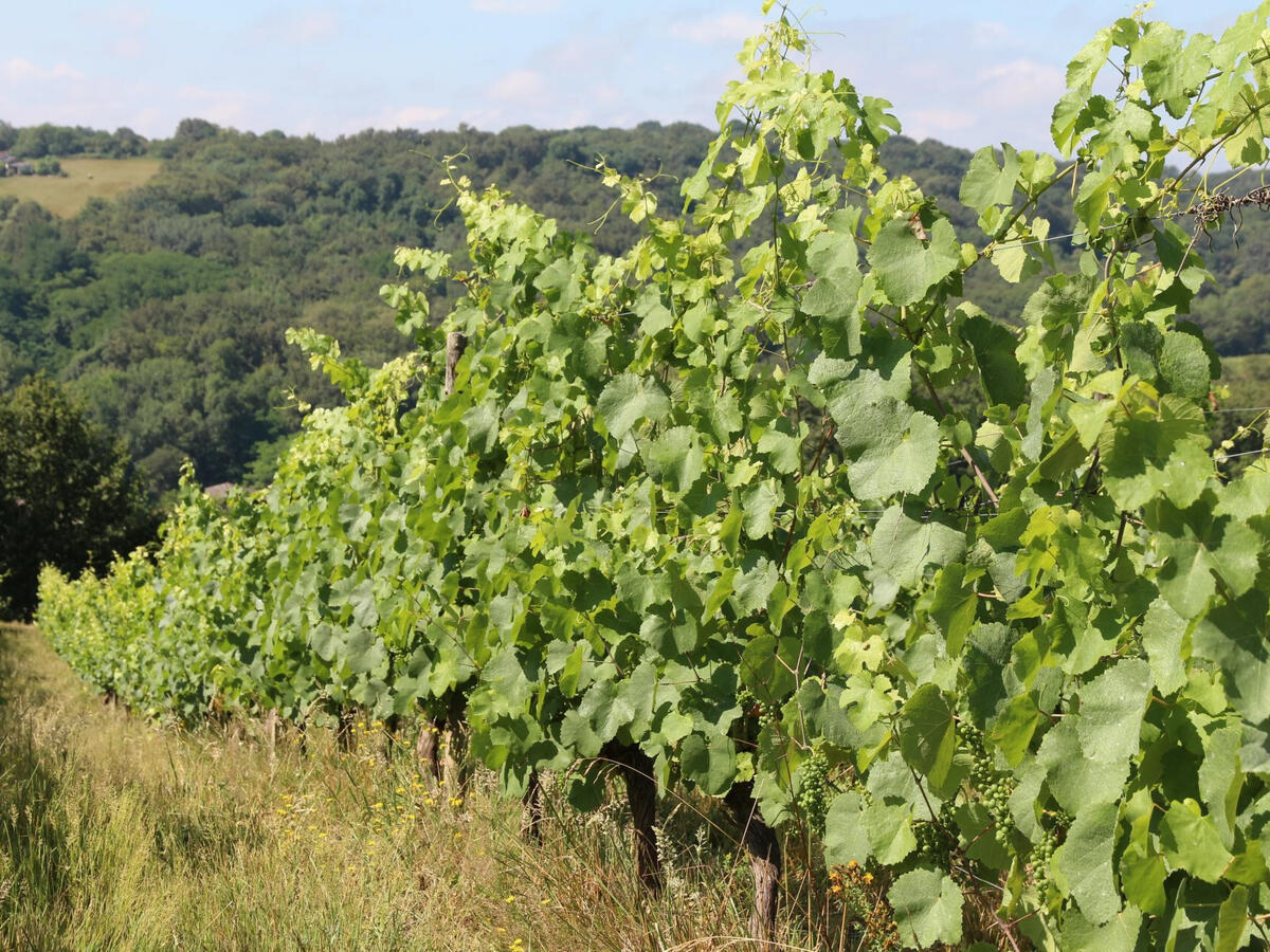 Vineyard Vic-en-Bigorre