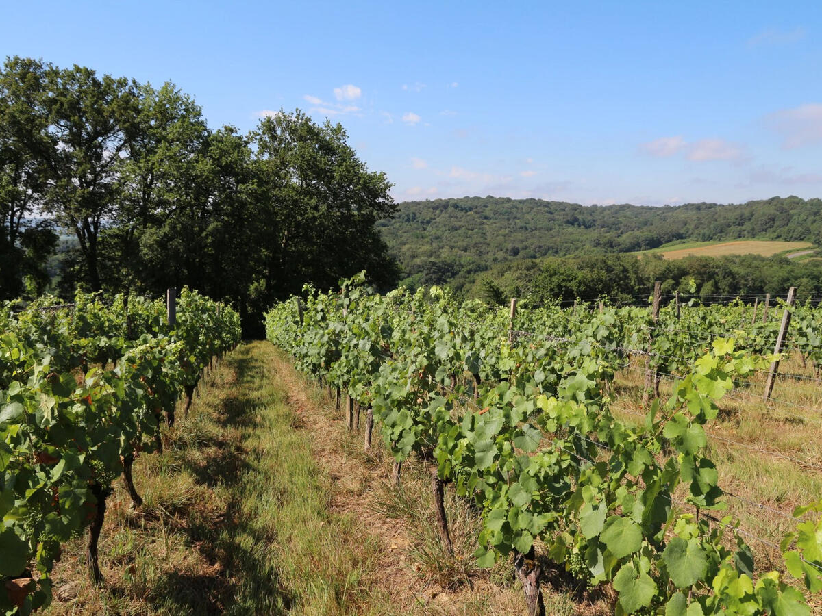 Vineyard Vic-en-Bigorre