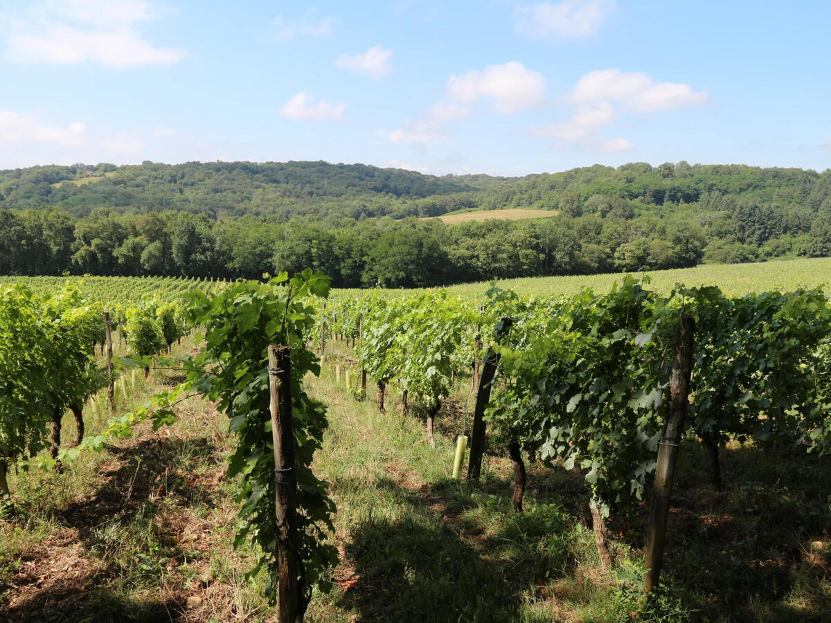 Vineyard Vic-en-Bigorre