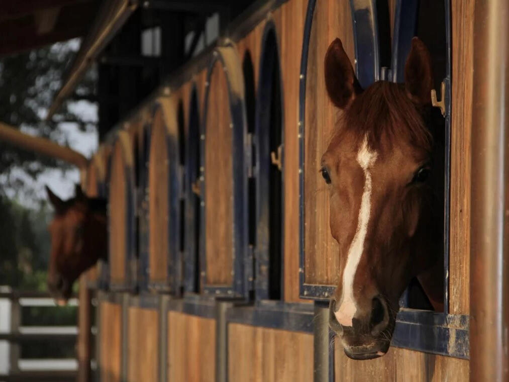 Equestrian property Vidauban