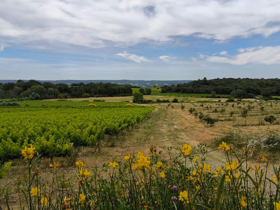 Domaine viticole Visan