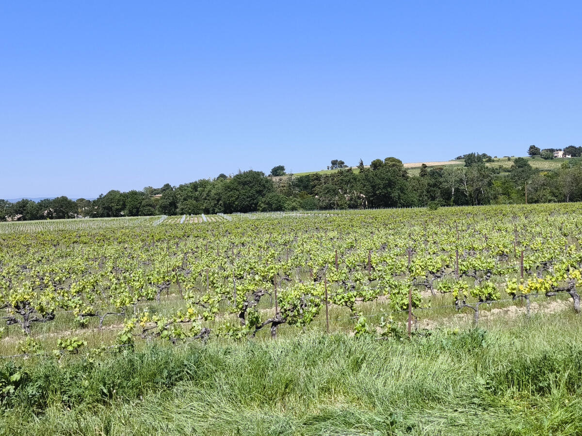 Domaine viticole Visan